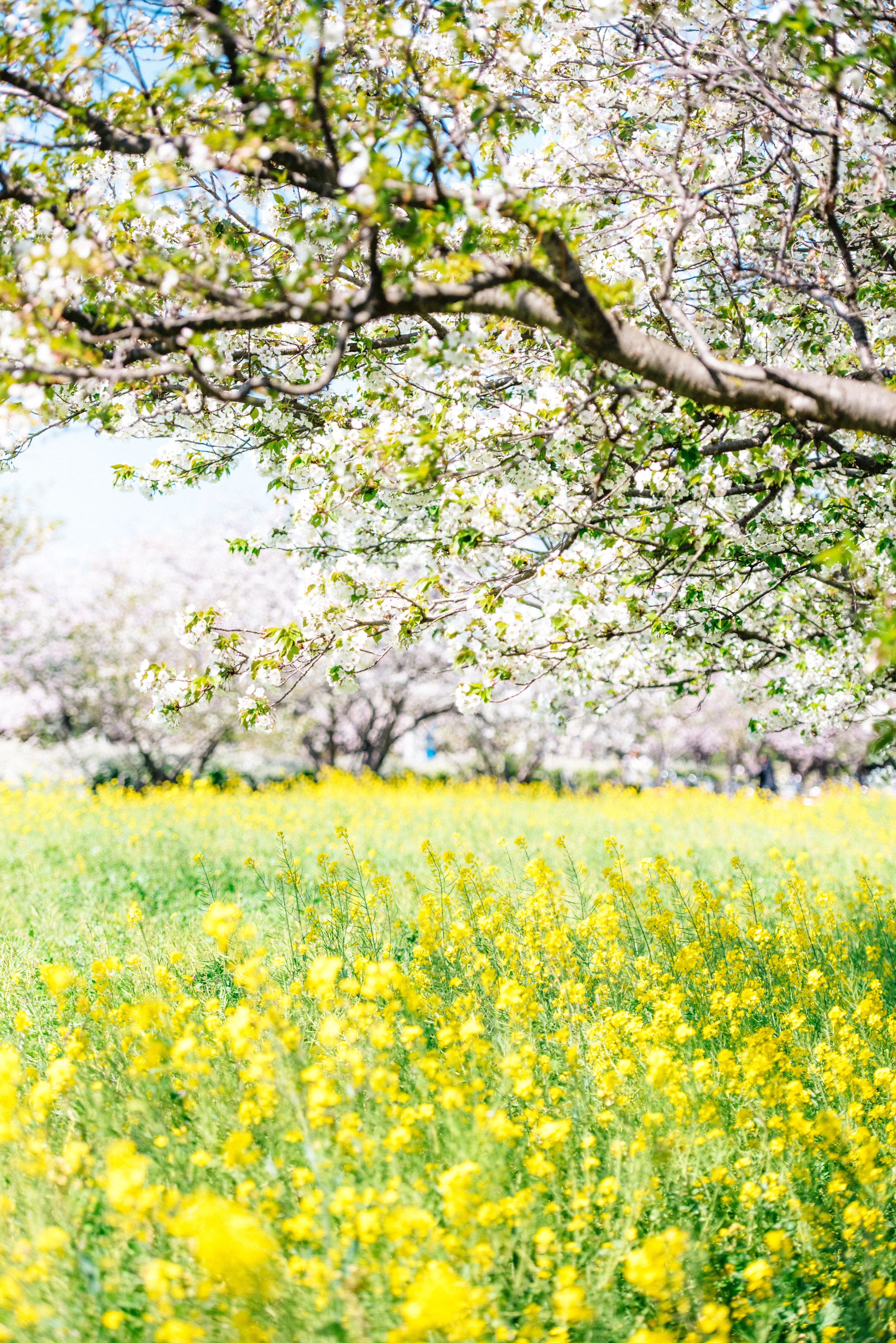 landscape image